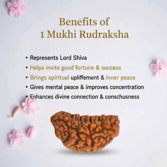 Natural 1 Mukhi Rudraksha Beads