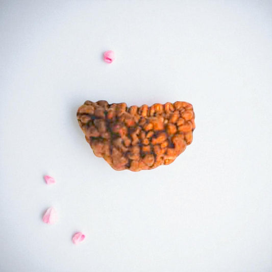 Natural 1 Mukhi Rudraksha Beads