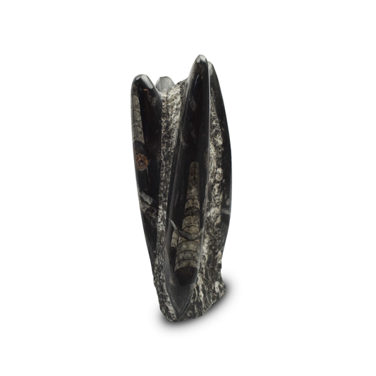 Kuber (Orthoceras) Figurine - 20.32 cm Reiki Crystal Idol, 1700 Gram