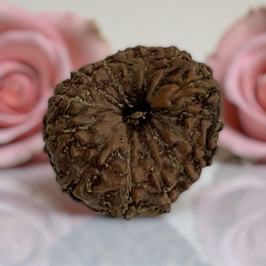 Natural 14 Mukhi Rudraksha