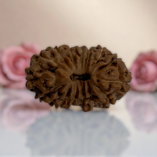 Natural 14 Mukhi Rudraksha