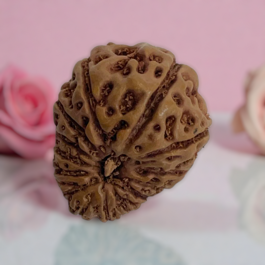 Natural 14 Mukhi Rudraksha