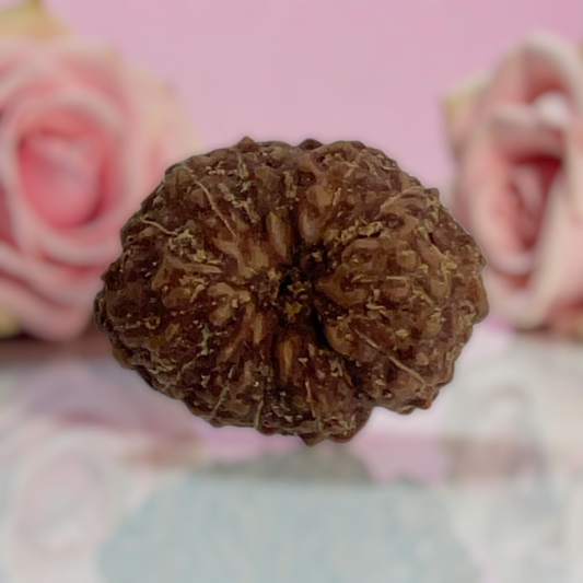 Natural 14 Mukhi Rudraksha