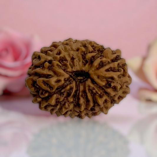 Natural 14 Mukhi Rudraksha