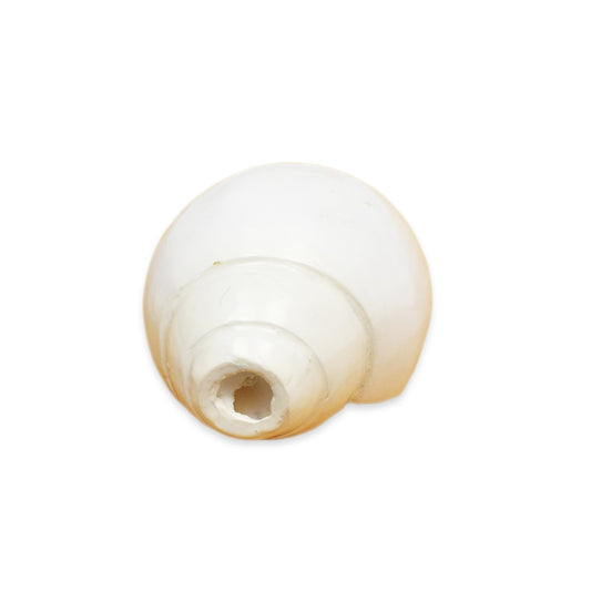 Blowing Shankh - 13.97 cm Conch Shell for Pooja - 270 Gm (Approx)