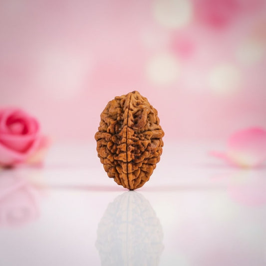 Natural 2 Mukhi Rudraksha – AAA Premium Quality