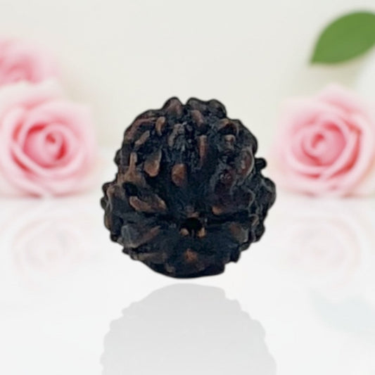 Natural 3 Mukhi Rudraksha Beads A Premium Quality