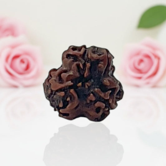 Natural 3 Mukhi Rudraksha Beads AA Premium Quality