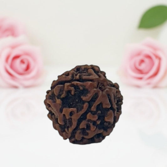 Natural 5 Mukhi Rudraksha Beads – AA Premium Quality