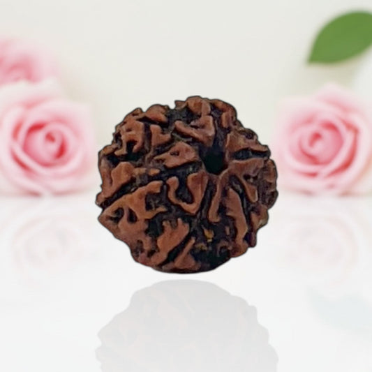 Natural 6 Mukhi Rudraksha Beads – AA Premium Quality