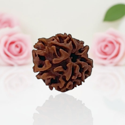 Natural 7 Mukhi Rudraksha Beads – AA Premium Quality