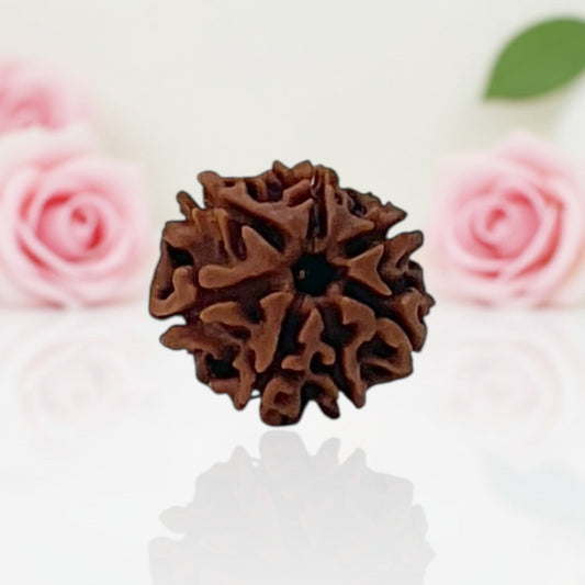 Natural 7 Mukhi Rudraksha Beads – AA Premium Quality