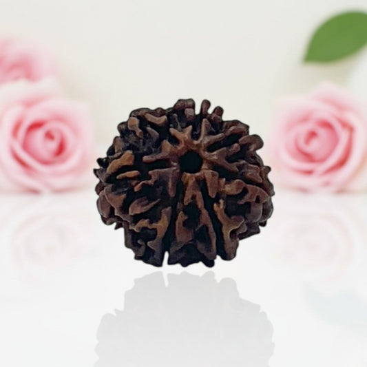 Natural 7 Mukhi Rudraksha Beads – A Premium Quality