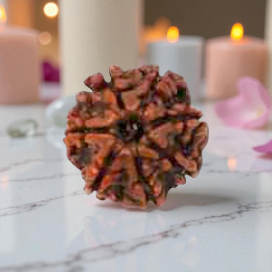 Natural 7 Mukhi Rudraksha Beads