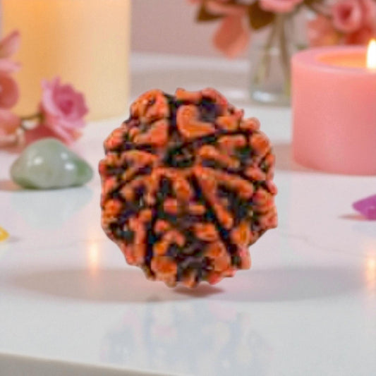 Natural 7 Mukhi Rudraksha