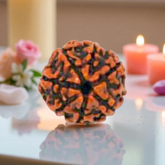 Natural 7 Mukhi Rudraksha