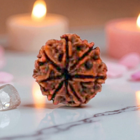 Natural 7 Mukhi Rudraksha