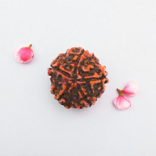 Natural 5 Mukhi Rudraksha