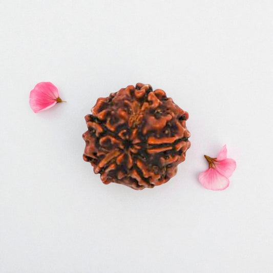 Natural 5 Mukhi Rudraksha
