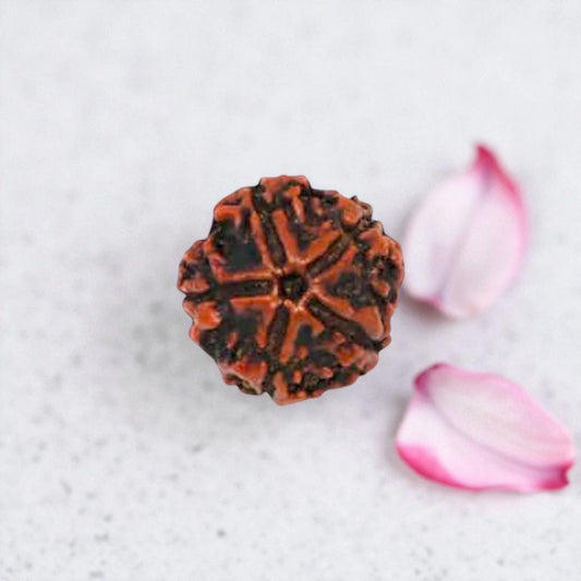 Natural 5 Mukhi Rudraksha