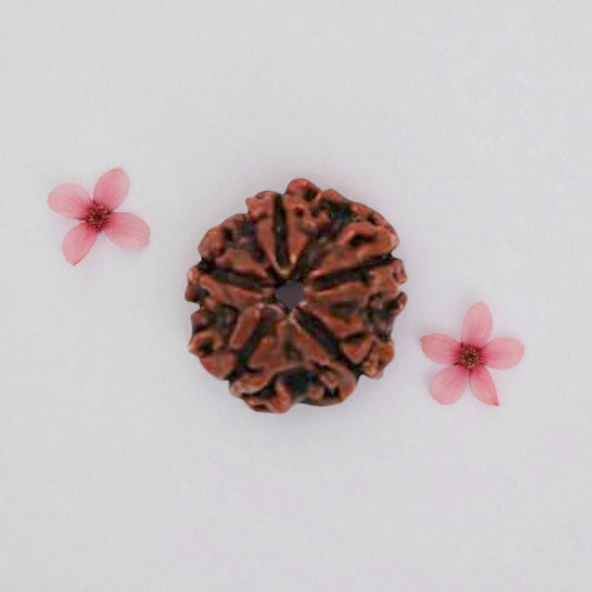 Natural 5 Mukhi Rudraksha