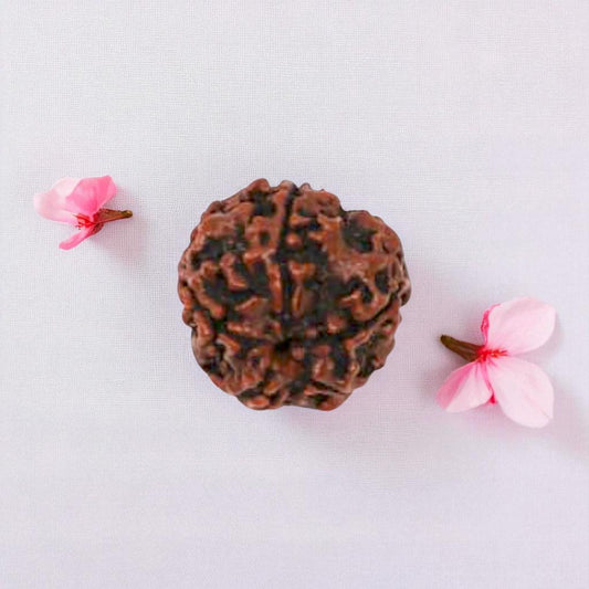 Natural 5 Mukhi Rudraksha