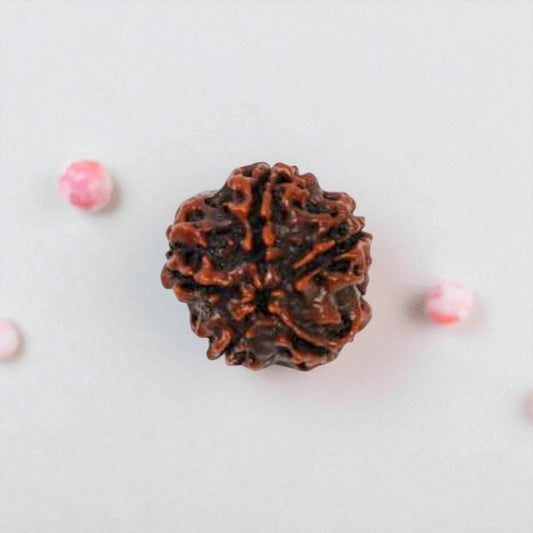 Natural 5 Mukhi Rudraksha