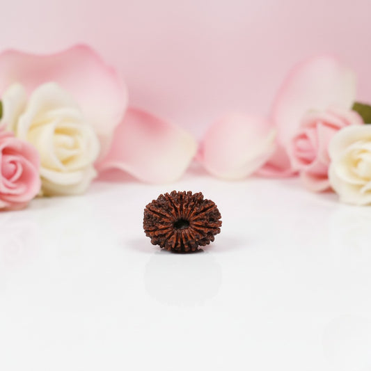 Natural 13 Mukhi Rudraksha Beads