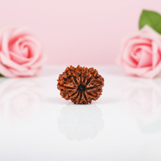 Natural 11 Mukhi Rudraksha Beads