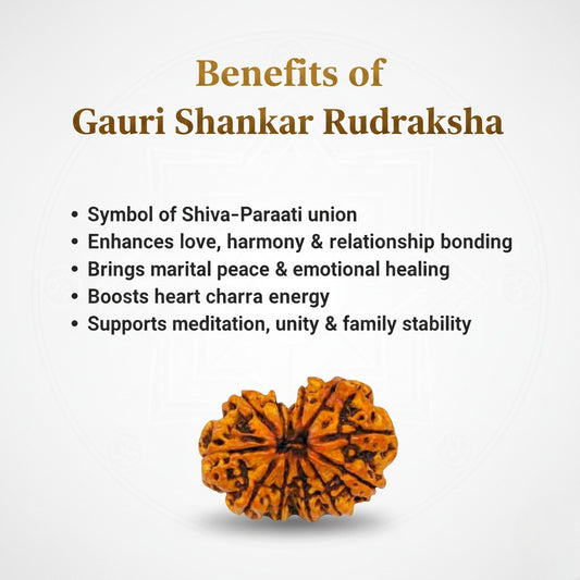 Gauri Shankar Rudraksha Beads