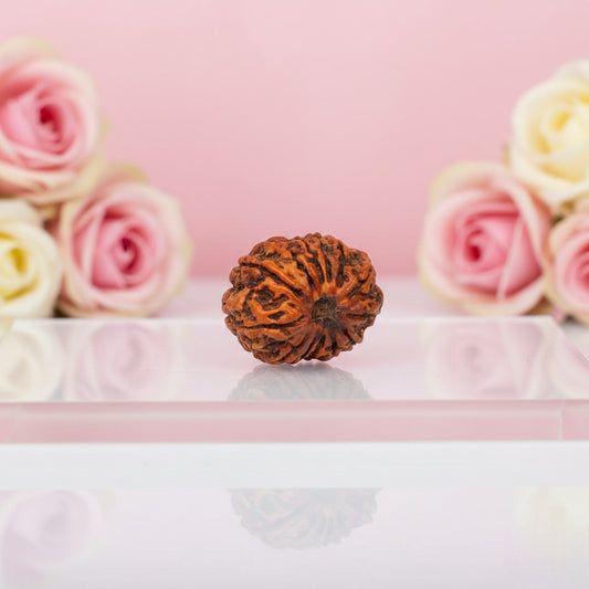 Natural 13 Mukhi Rudraksha Beads