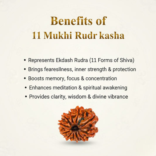 Natural 11 Mukhi Rudraksha Beads