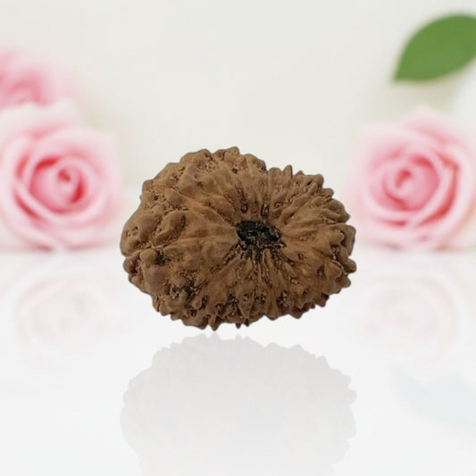 Natural 16 Mukhi Rudraksha