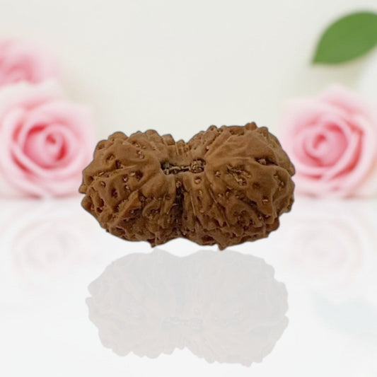 Natural Gauri Shankar 16 Mukhi Rudraksha