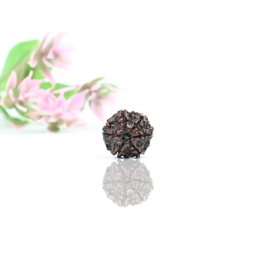 Natural 6 Mukhi Nepali Rudraksha With Certificate-6R33
