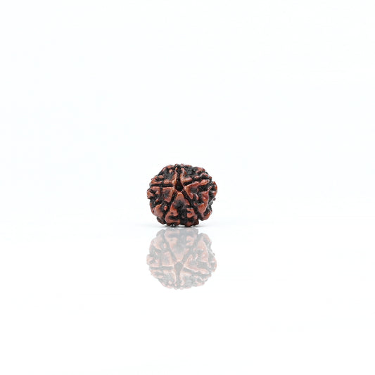 Natural 5 Mukhi Nepali Rudraksha With Certificate-5R24