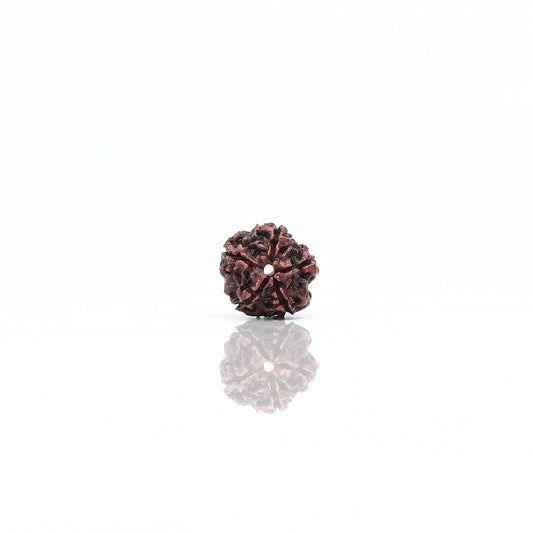 Natural 5 Mukhi Nepali Rudraksha With Certificate-5R25