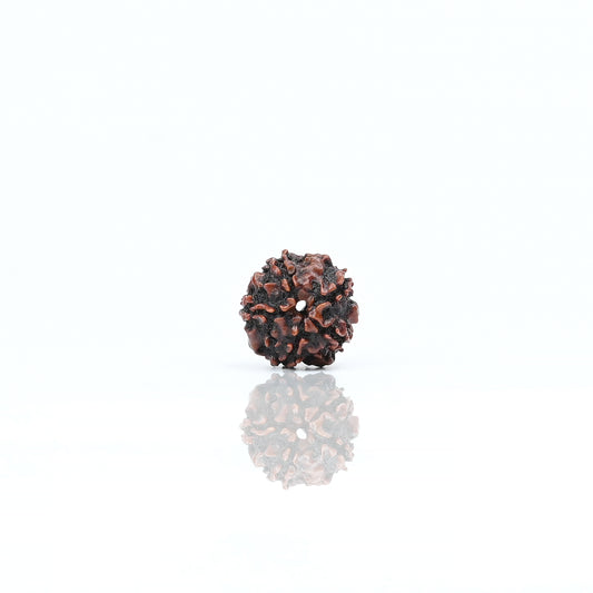 Natural 5 Mukhi Nepali Rudraksha With Certificate-5R26