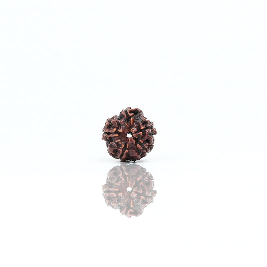 Natural 5 Mukhi Nepali Rudraksha With Certificate-5R27