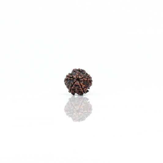 Natural 5 Mukhi Nepali Rudraksha With Certificate-5R28