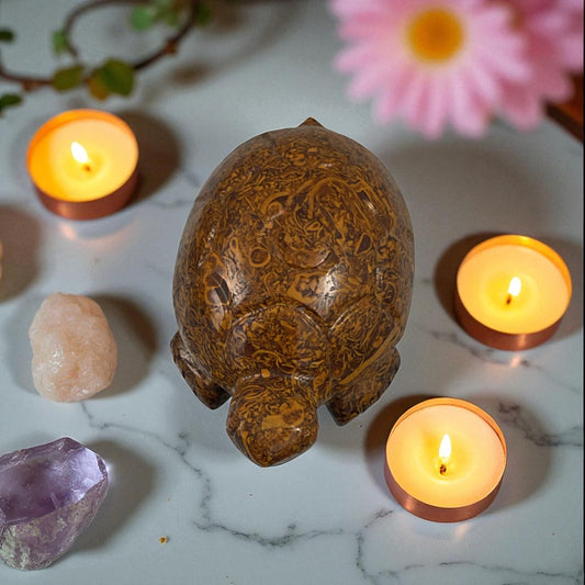Mariyam JasperTurtle