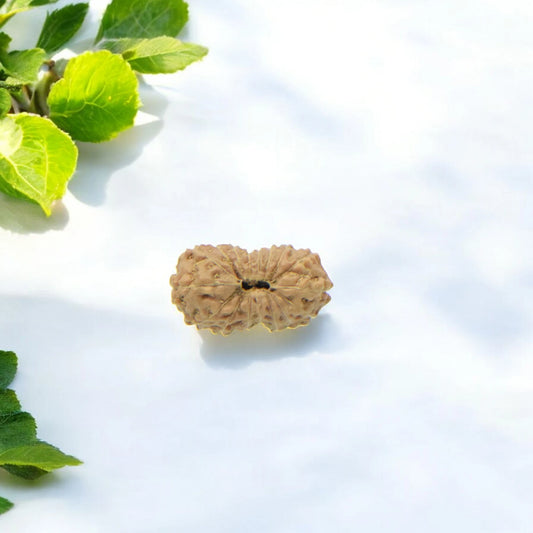 16 Mukhi Nepali Rudraksha (11.25mm)