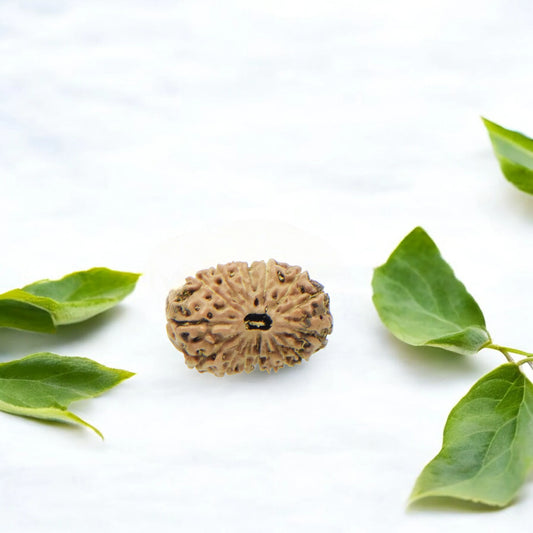 16 Mukhi Nepali Rudraksha (12.30mm)