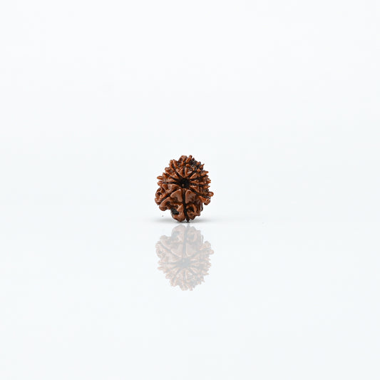 Natural 10 Mukhi Nepali Rudraksha With Certificate-10R55