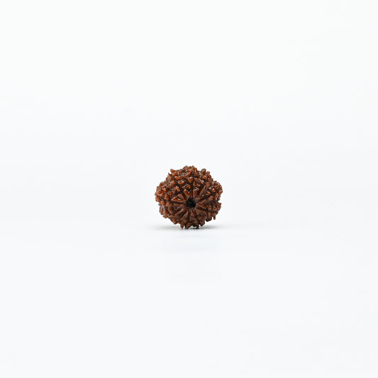 Natural 10 Mukhi Nepali Rudraksha With Certificate-10R59