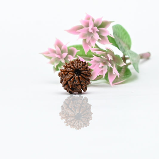 Natural 10 Mukhi Nepali Rudraksha With Certificate-10R60