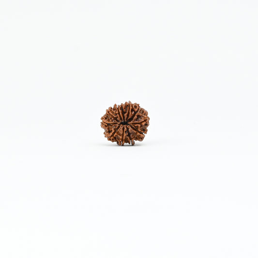 Natural 11 Mukhi Nepali Rudraksha With Certificate-11R61