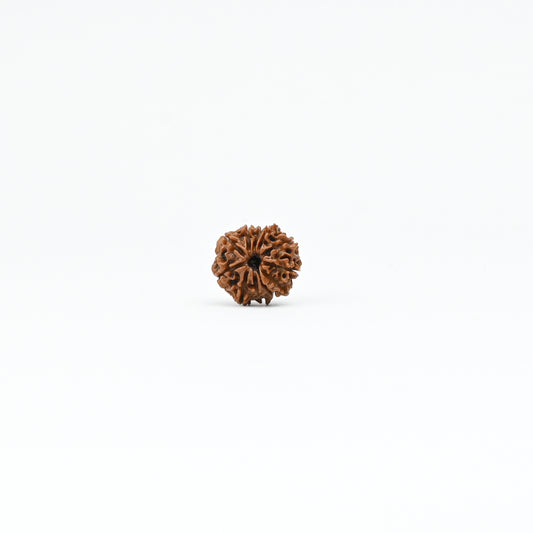 Natural 11 Mukhi Nepali Rudraksha With Certificate-11R62