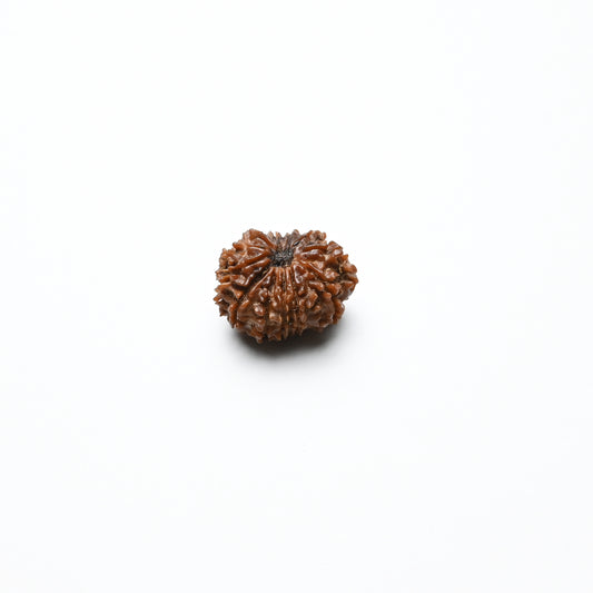 Natural 12 Mukhi Nepali Rudraksha With Certificate-12R67