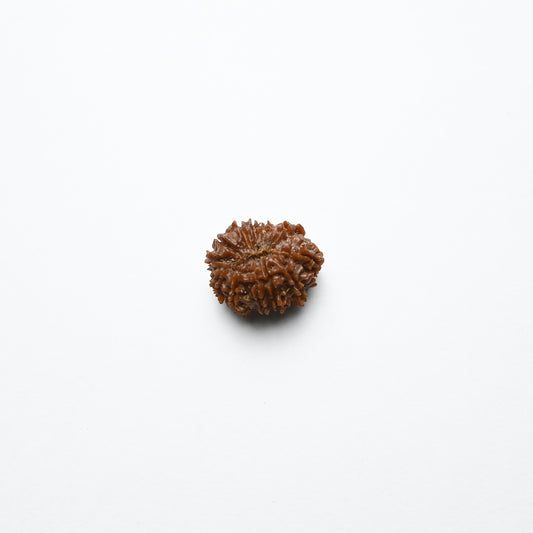 Natural 12 Mukhi Nepali Rudraksha With Certificate-12R67